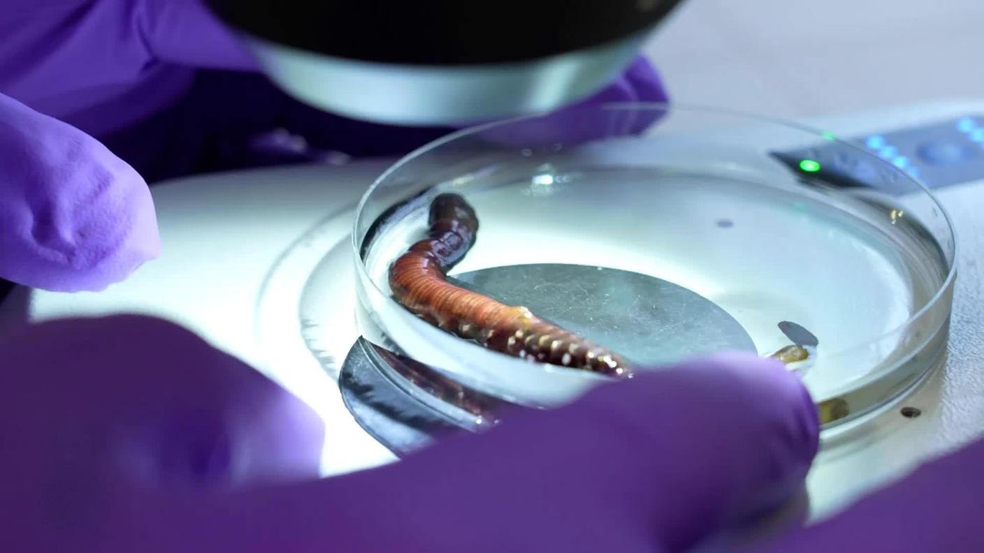 I vermi marini vengono ormai allevati a scopo farmaceutico