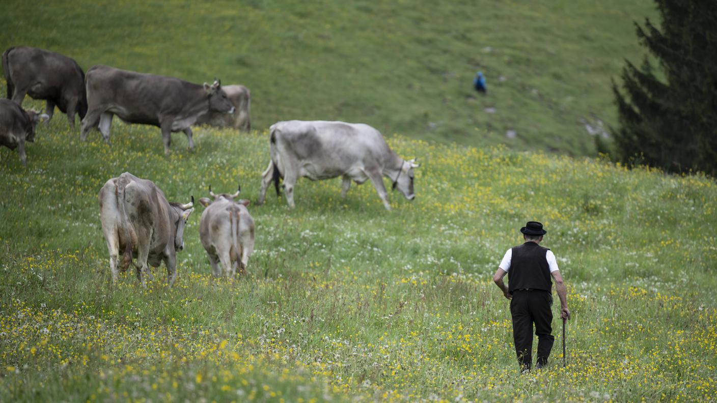 I bovini hanno il loro posto sui pascoli svizzeri, ma la produzione di foraggi su terreni coltivabili non ha senso, secondo i ricercatori