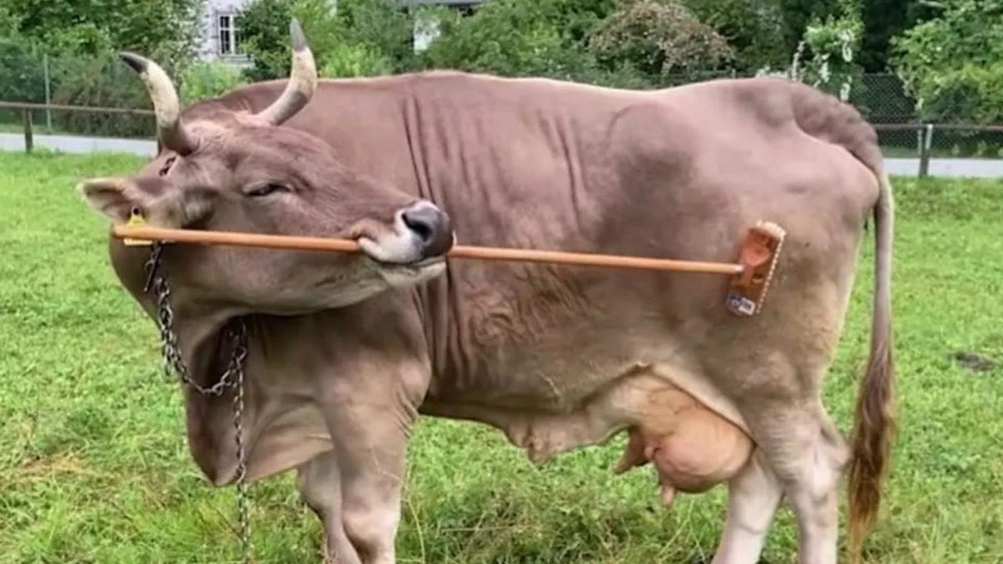 La mucca Veronica avrebbe iniziato da sola a 4 anni a usare dei bastoni per grattarsi