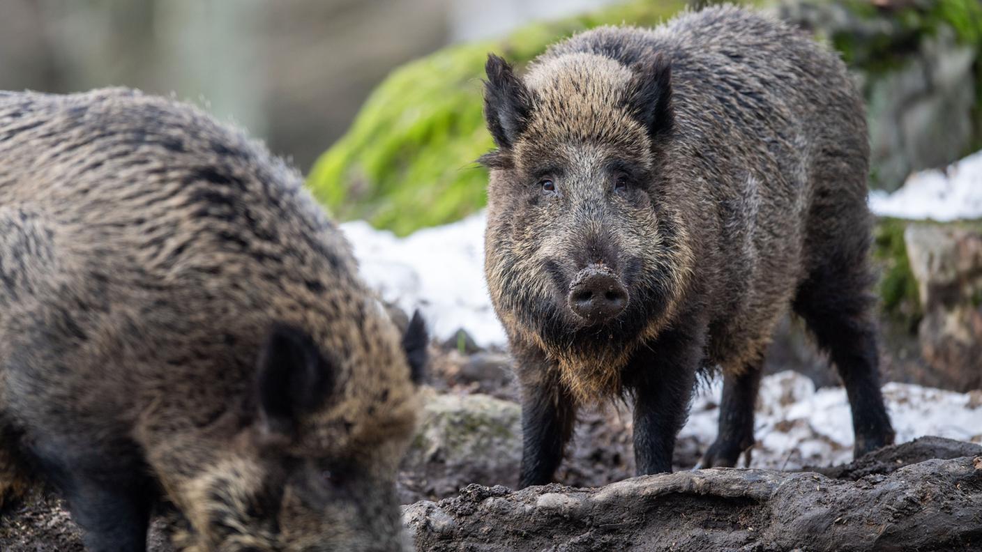 La popolazione è in crescita, così come i problemi causati nei campi