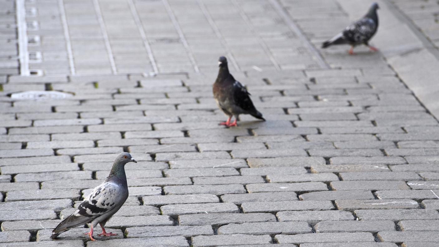 In circa 15 anni, il numero di animali nella capitale si è ridotto da 10’000 a poco meno di 1’500 esemplari