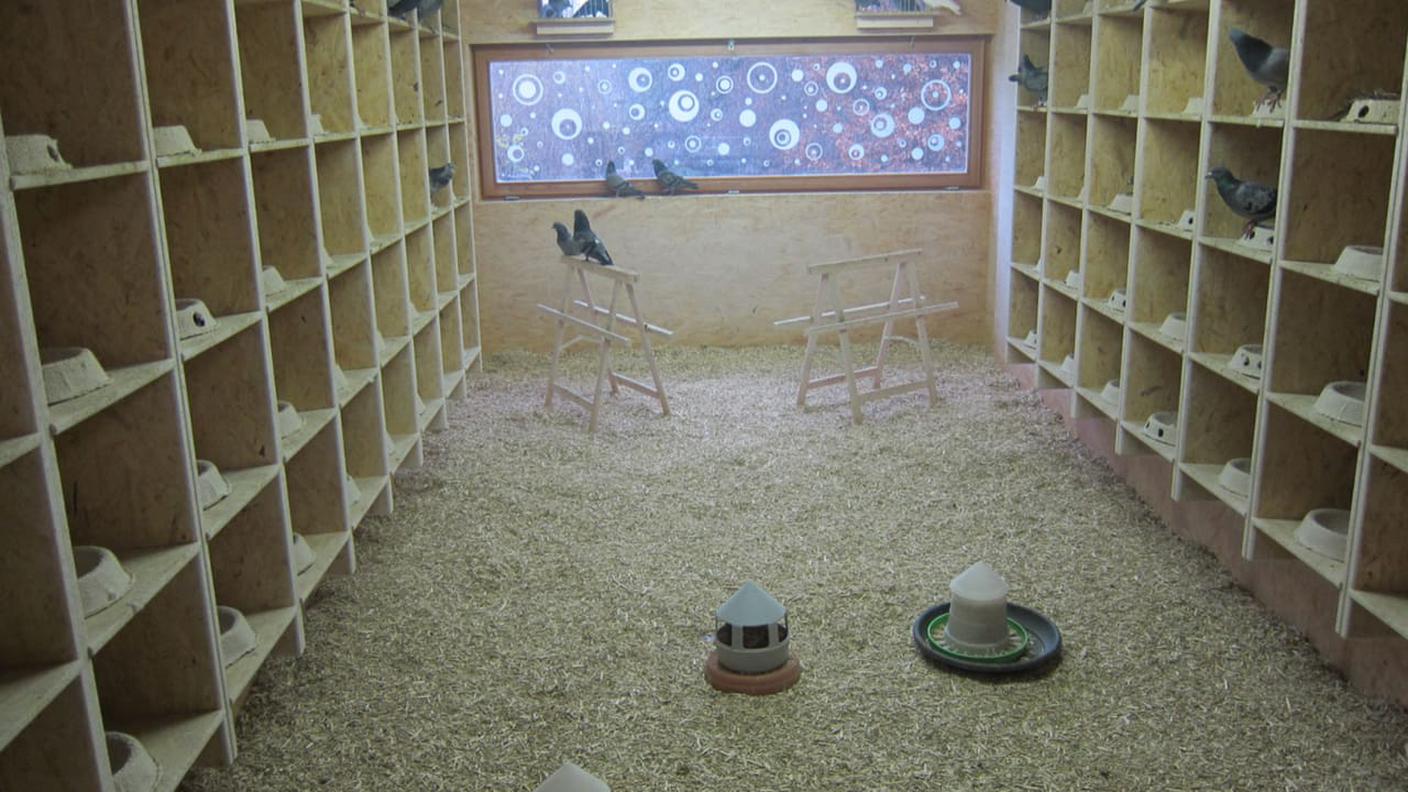 Una delle otto piccionaie bernesi, dove possono nidificare fino a 150 animali