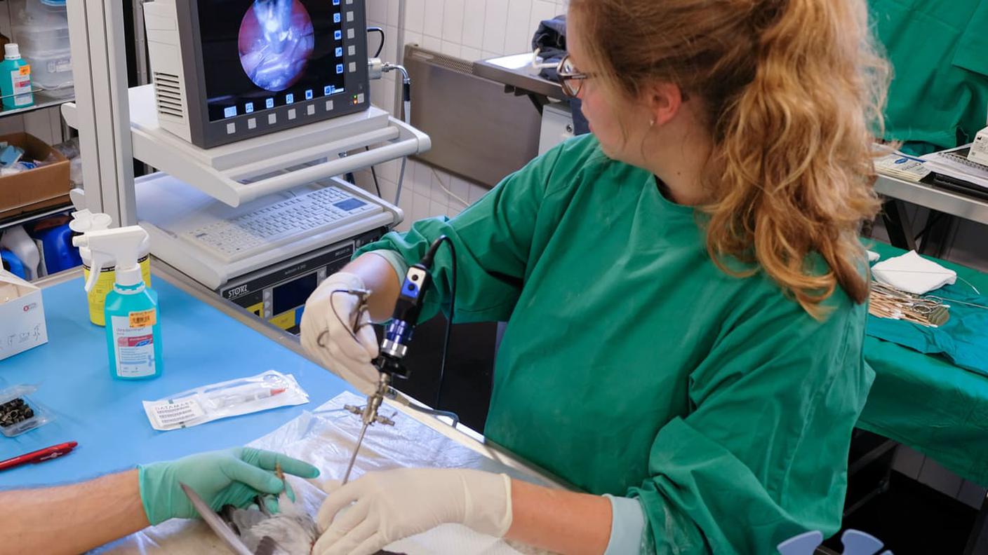 Al lavoro per determinare il sesso del piccione. Se è maschio sarà sterilizzato