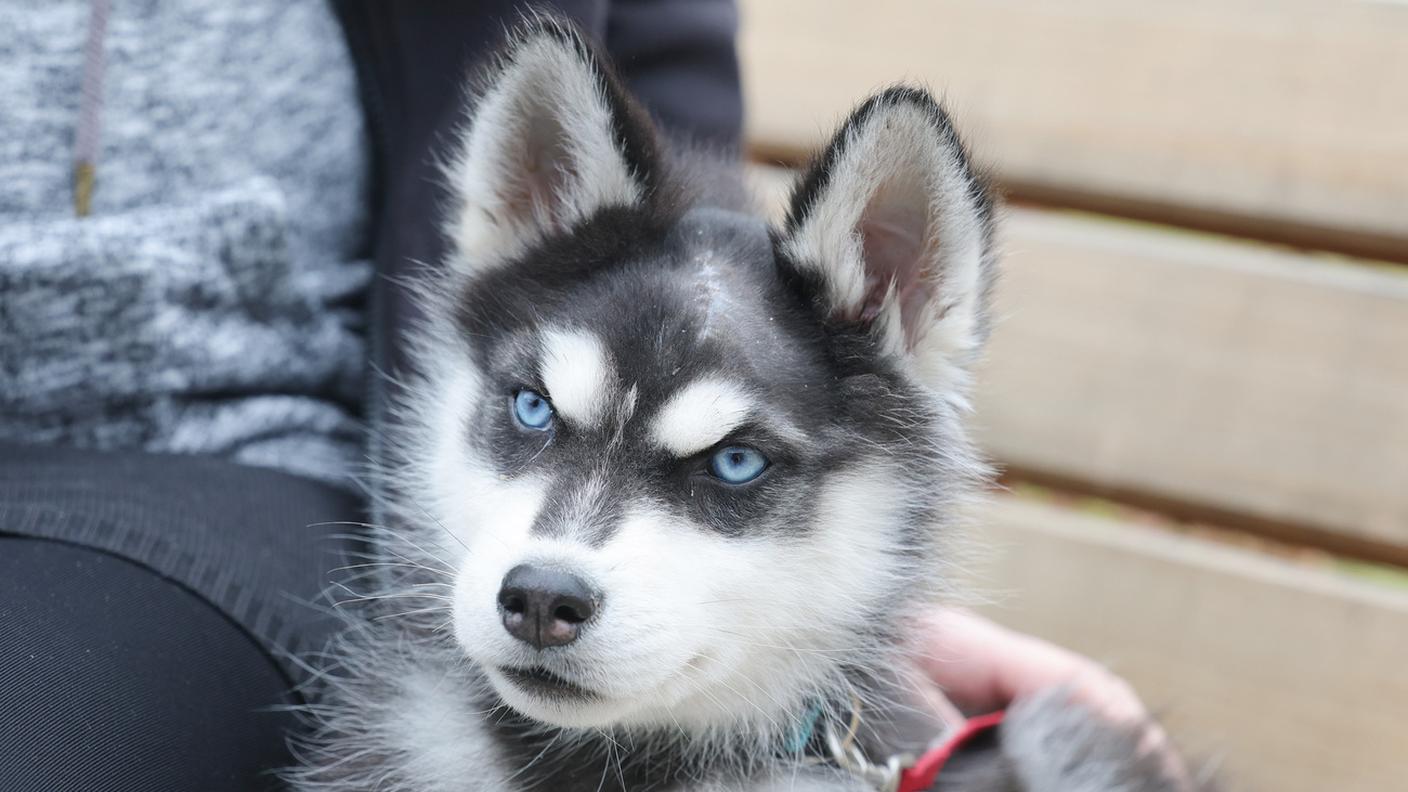 Non sono i pazienti con artigli e zanne a creare problemi