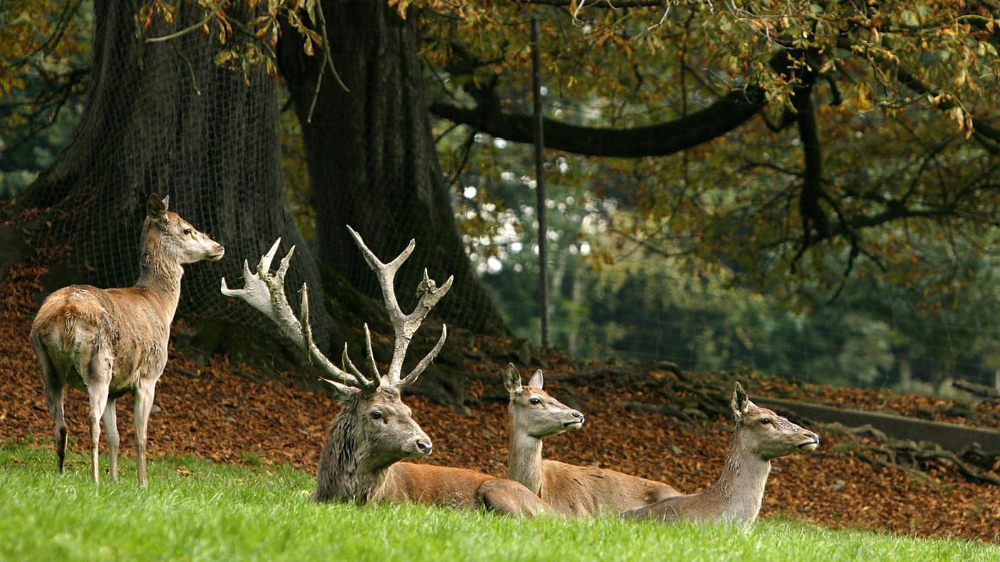 La popolazione di cervi in Svizzera è di circa 40'000 esemplari ed è in crescita