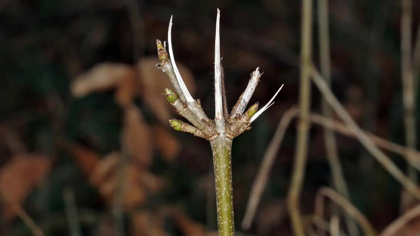 Un germoglio d'acero mangiato