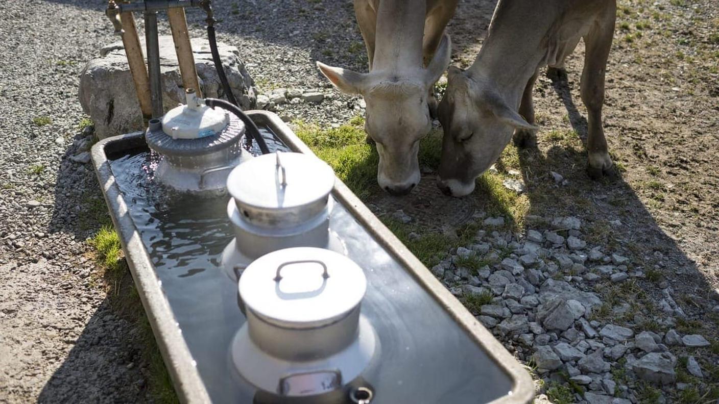Il dispendio di acqua per mantenere fresco il latte è risultato molto più alto di quanto si aspettassero i ricercatori
