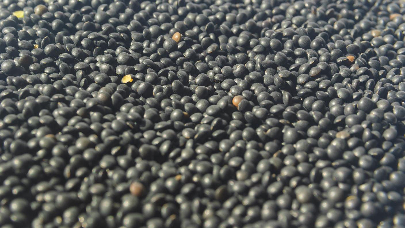 Molte delle lenticchie consumate in Svizzera provengono dal Canada, dove glifosato, diquat e paraquat vengono spesso spruzzati sulle colture pochi giorni prima del raccolto
