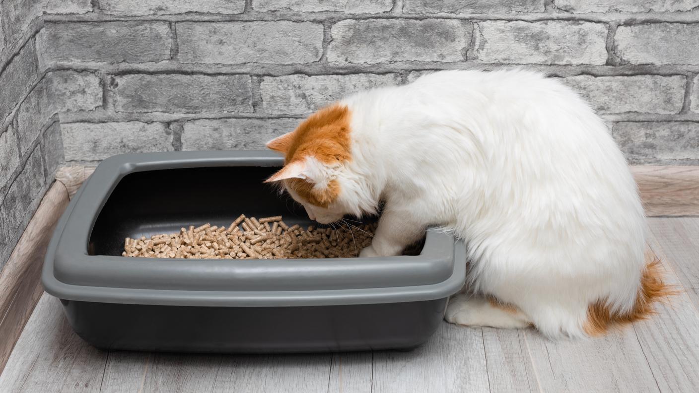 Secondo l'esperta, i gatti non sono così esigenti riguardo al materiale della lettiera