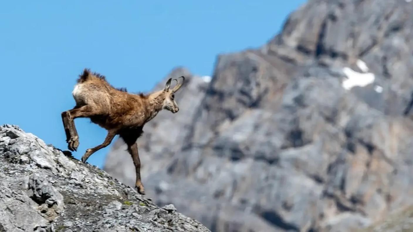 Sempre più animali si concentrano in aree sempre più limitate