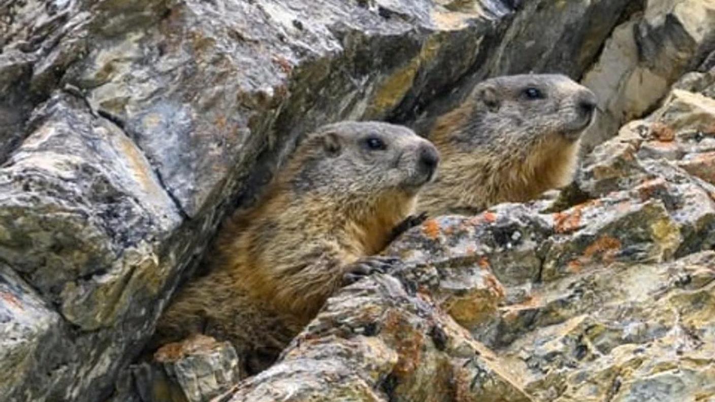 Marmotte a caccia di refrigerio