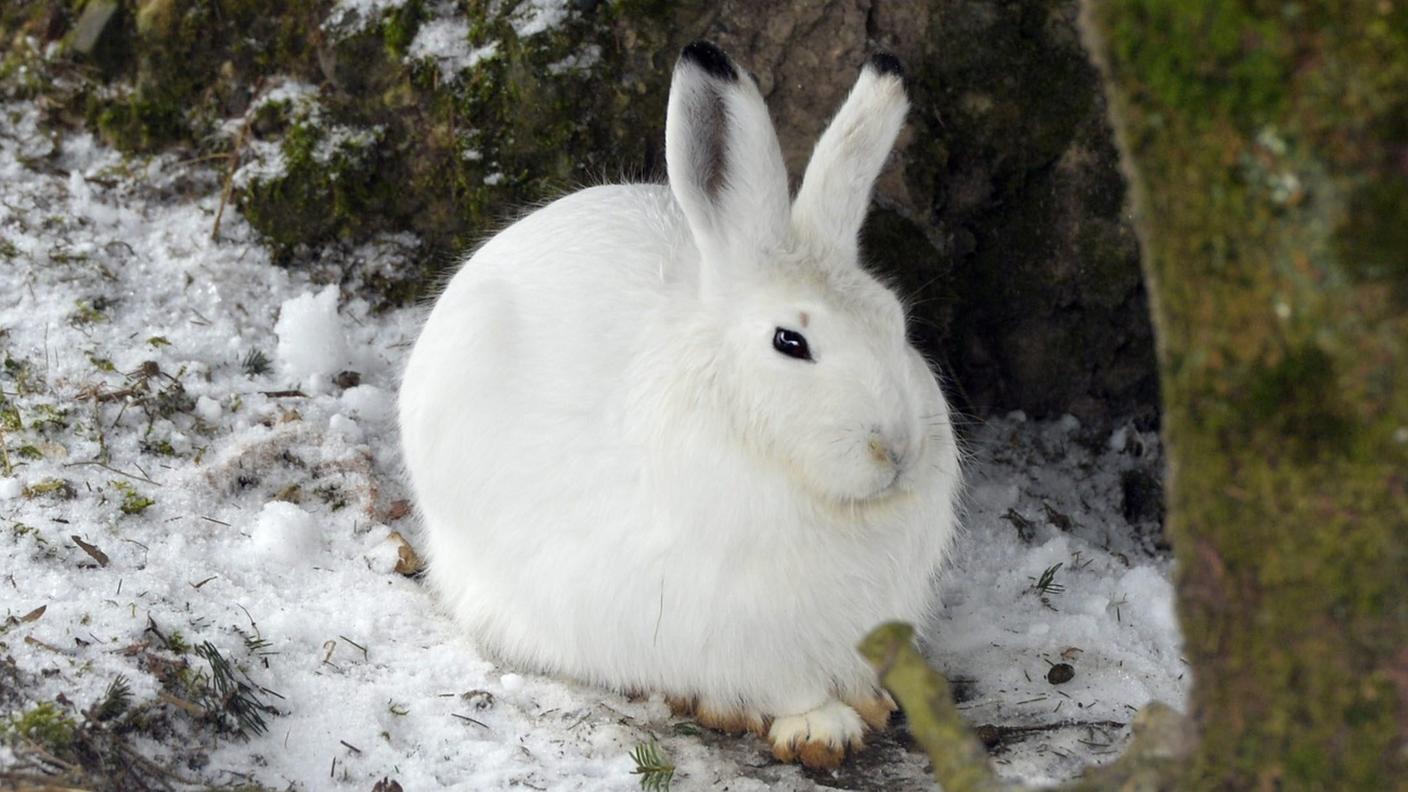 Il manto bianco può trasformarsi da un aiuto a un rischio