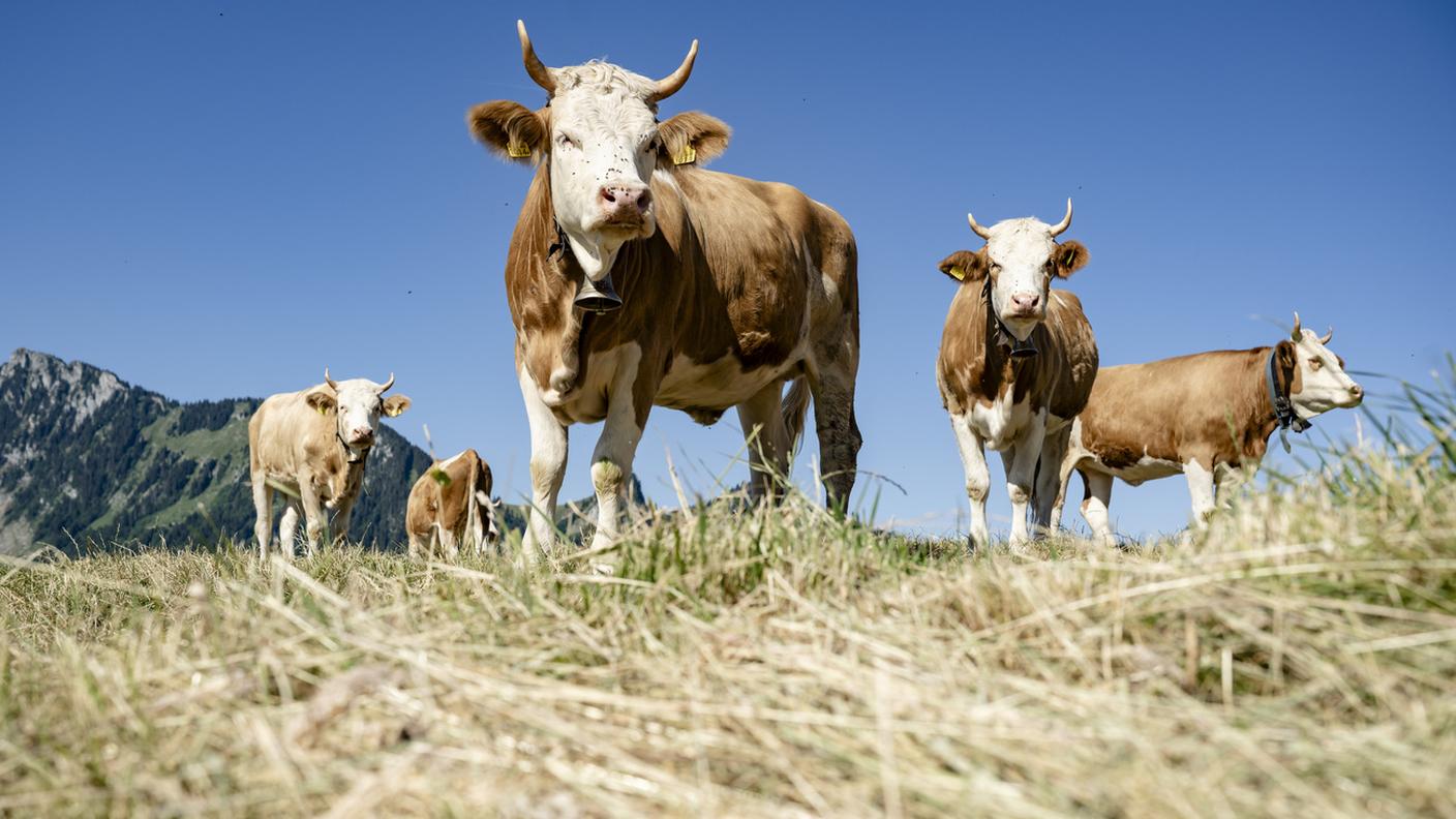 Mucche al pascolo nel canton Vaud