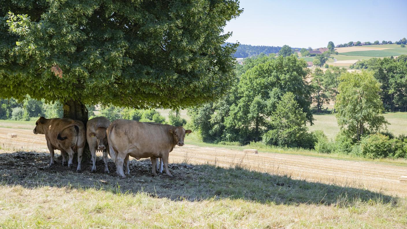 Mucche cercano refrigerio all'ombra di un albero