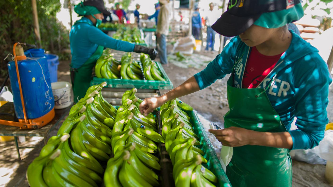 La banana non è più il prodotto per eccellenza del commercio equo-solidale
