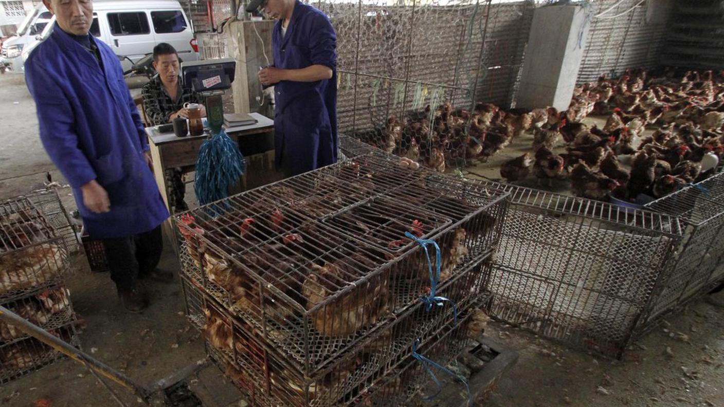 Cina aviaria H7N9 mercato polli  05.04.2013 ky.JPG