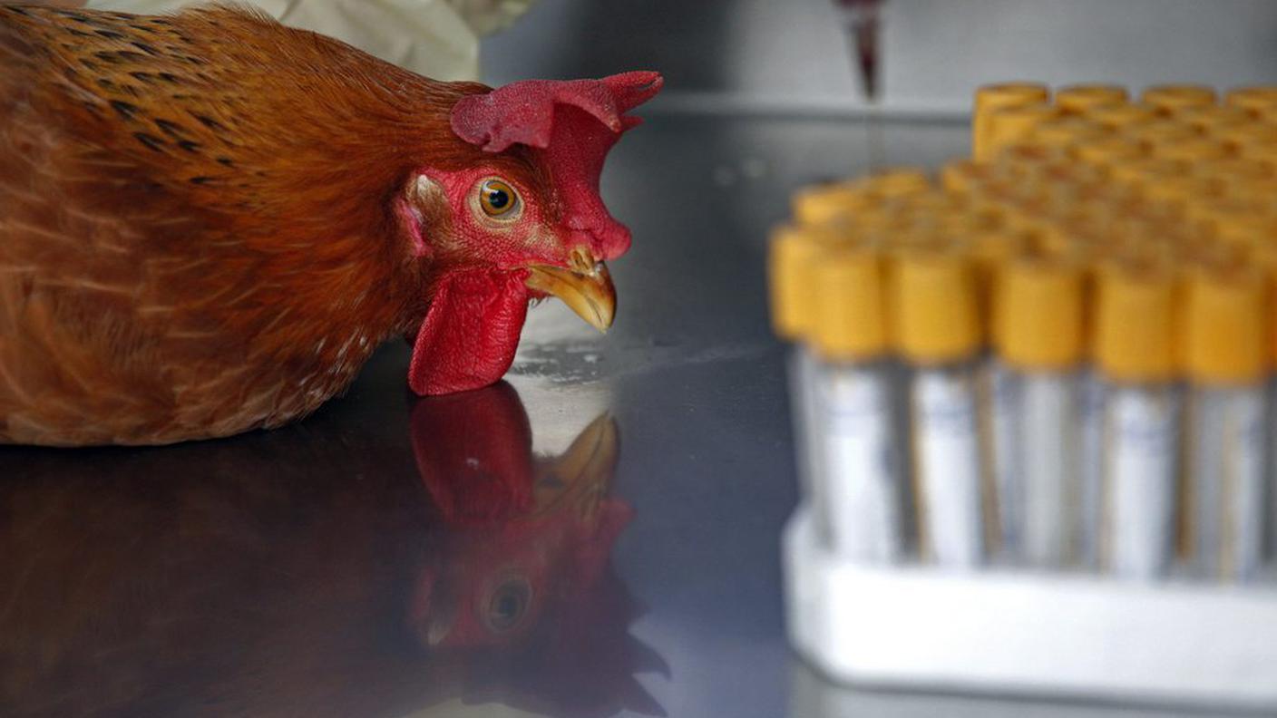 H7N9, 12.4.2013, ky.JPG