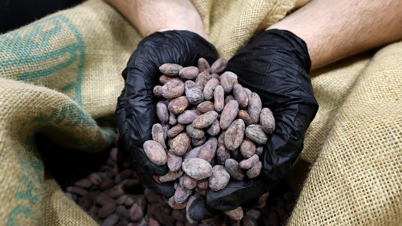 Il cambiamento climatico pesa sulla produzione della materia prima tanto cara agli svizzeri