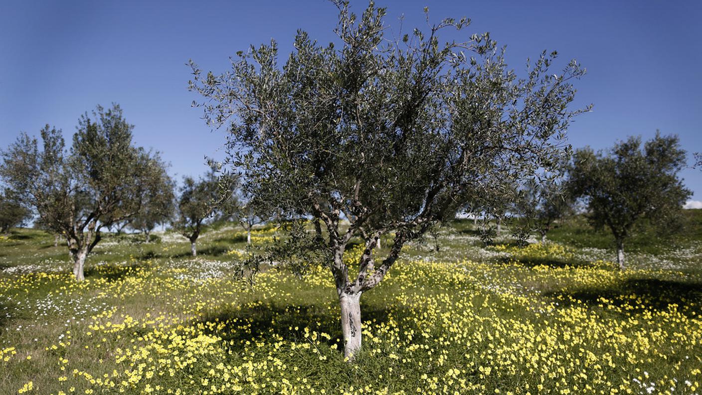 Le piante pugliesi sono assediate dalla Xylella fastidiosa, il batterio killer