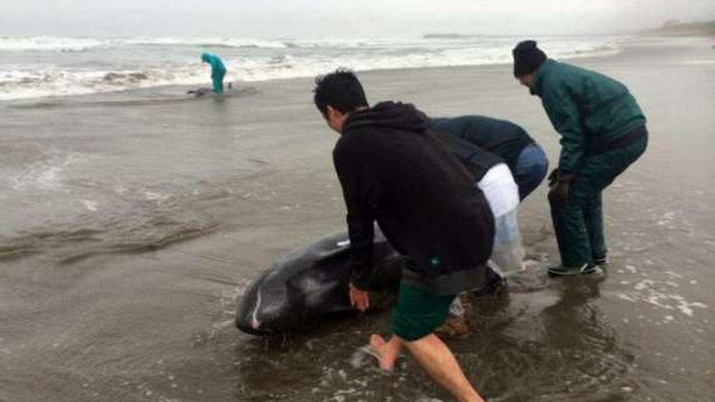 Inutili i tentativi di salvare i cetacei