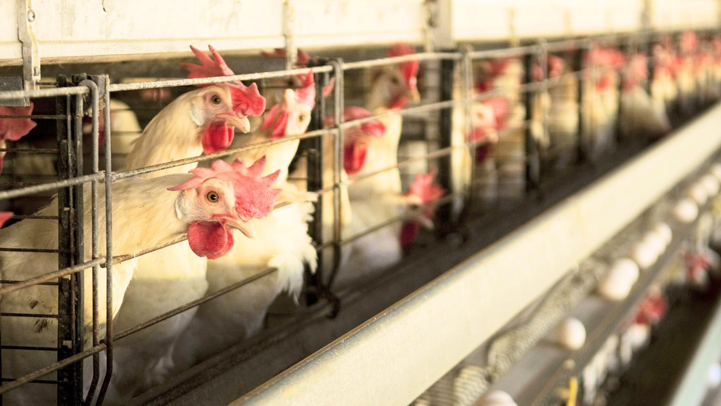 Potrebbe essere l'epidemia tra animali più grave negli USA