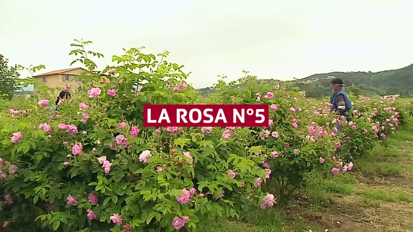 Rosa... n° 5