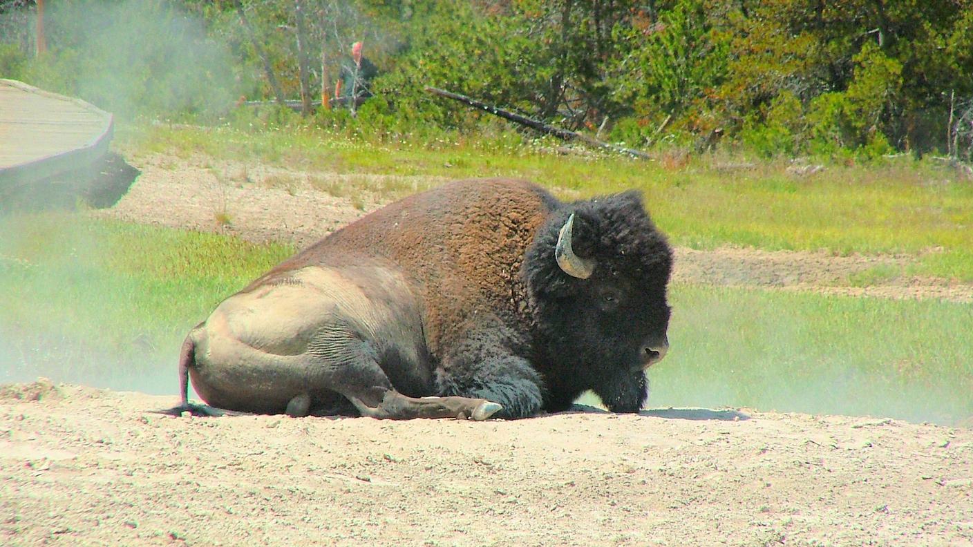 Un bisonte del parco di Yellowstone