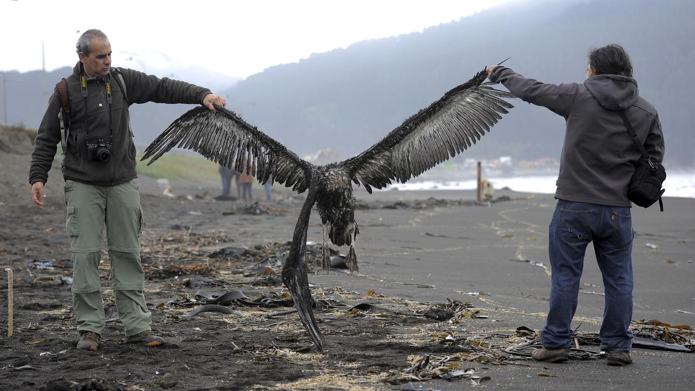 La carcassa di un pellicano