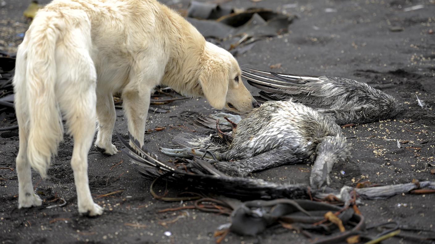 Uccelli morti in spiaggia