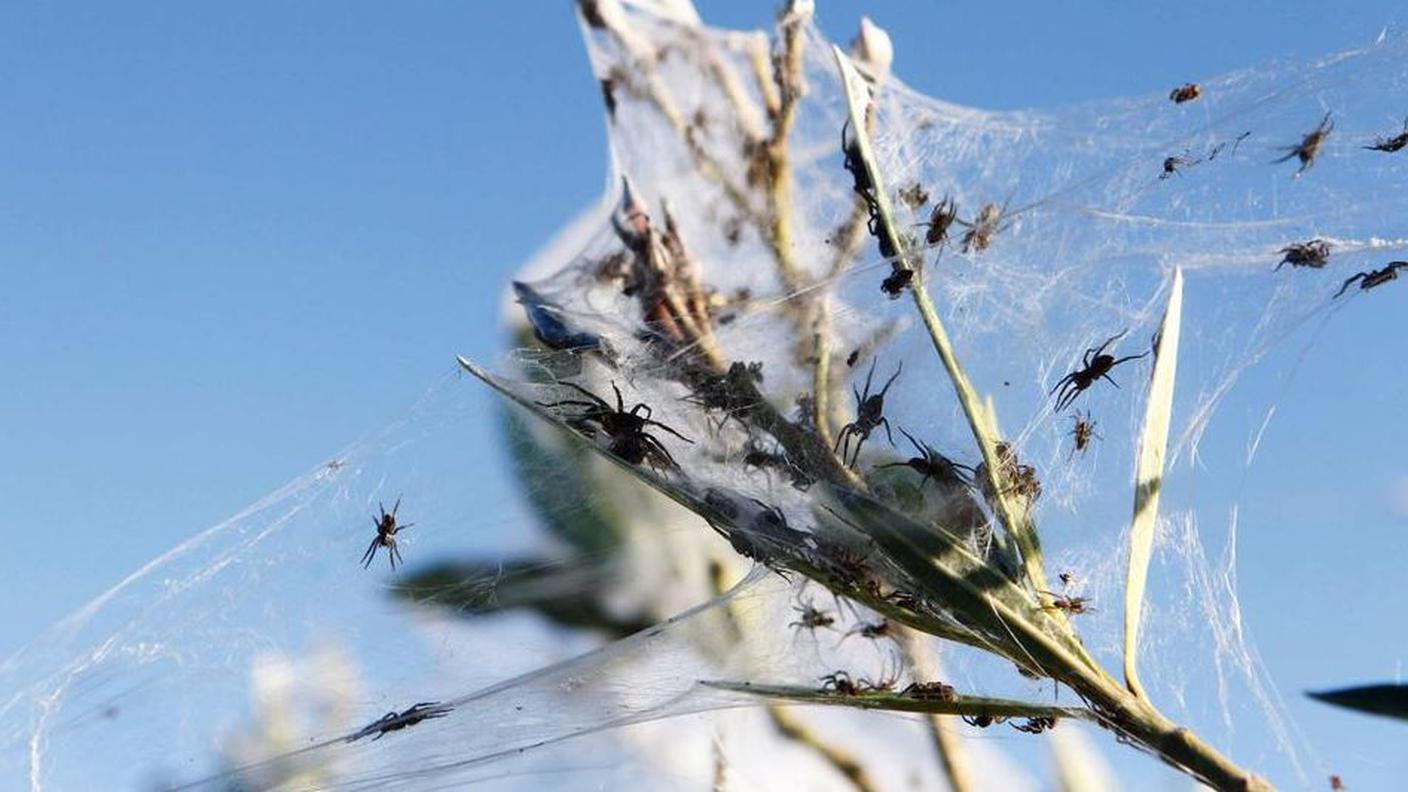 Nel cielo si vedevano milioni di aracnidi