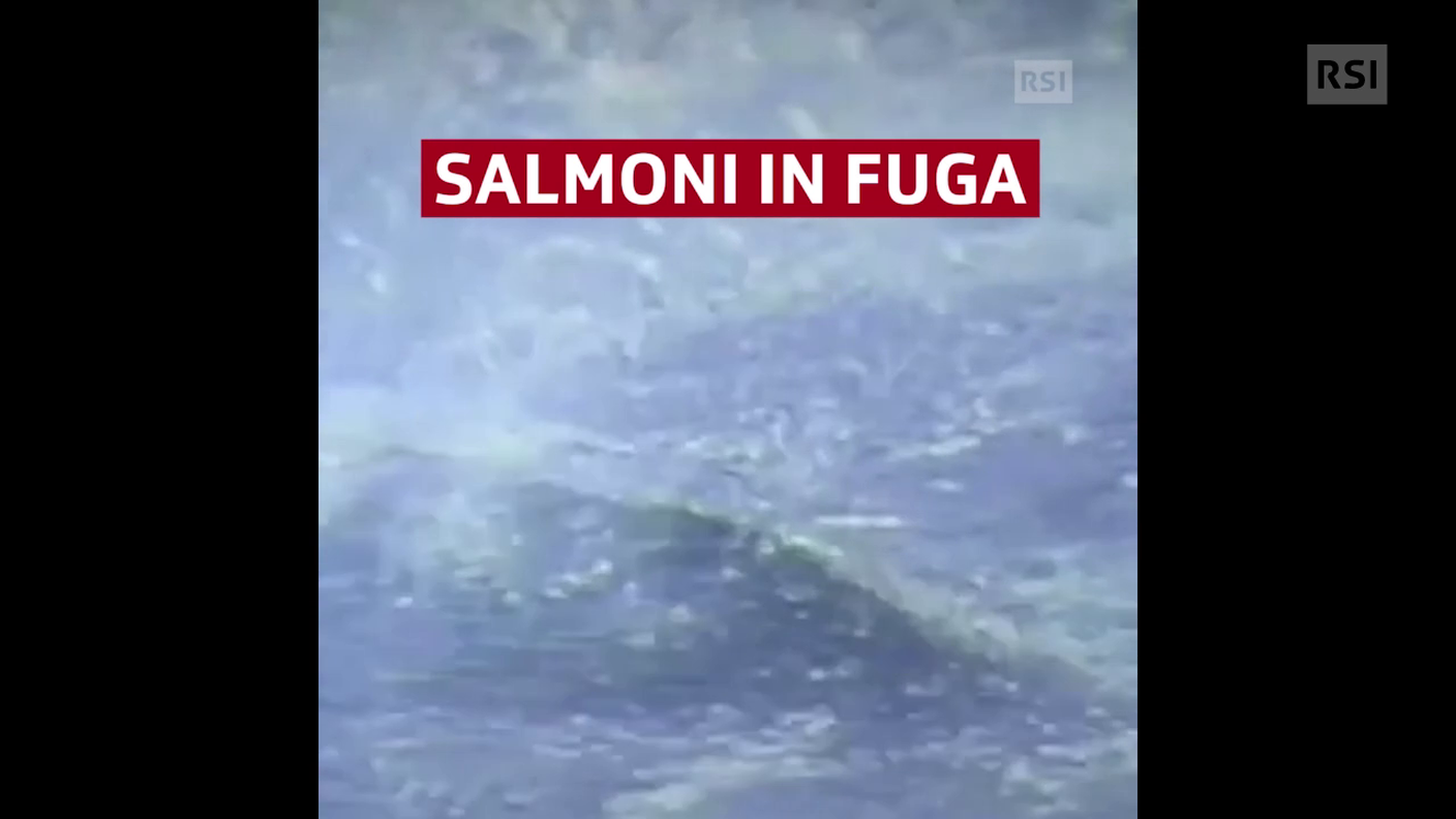 Salmoni in fuga