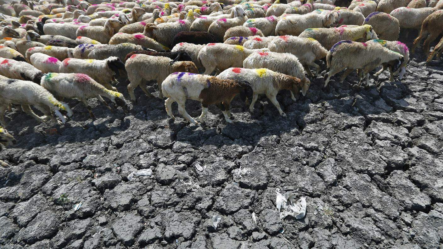 La terra arsa nei pressi di Nuova Delhi non offre più nulla alle pecore