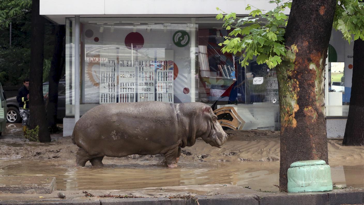 Ippopotamo in fuga