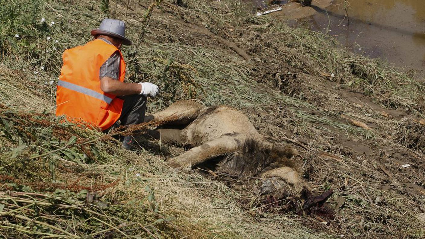Uno dei leoni fuggiti dallo zoo e abbattuti dalla polizia