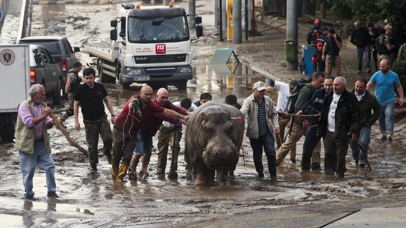 Un ippopotamo, colpito da un dardo con narcotico, viene ricondotto allo zoo