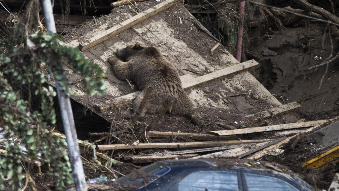 Un orso senza vita