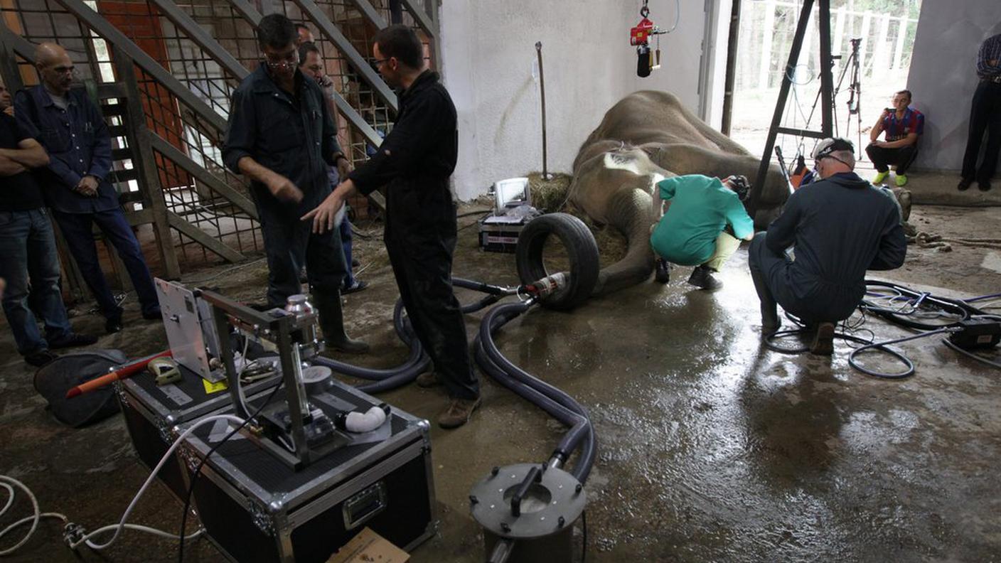 Veterinari al lavoro per salvare un elefante nello zoo devastato dall'acqua 