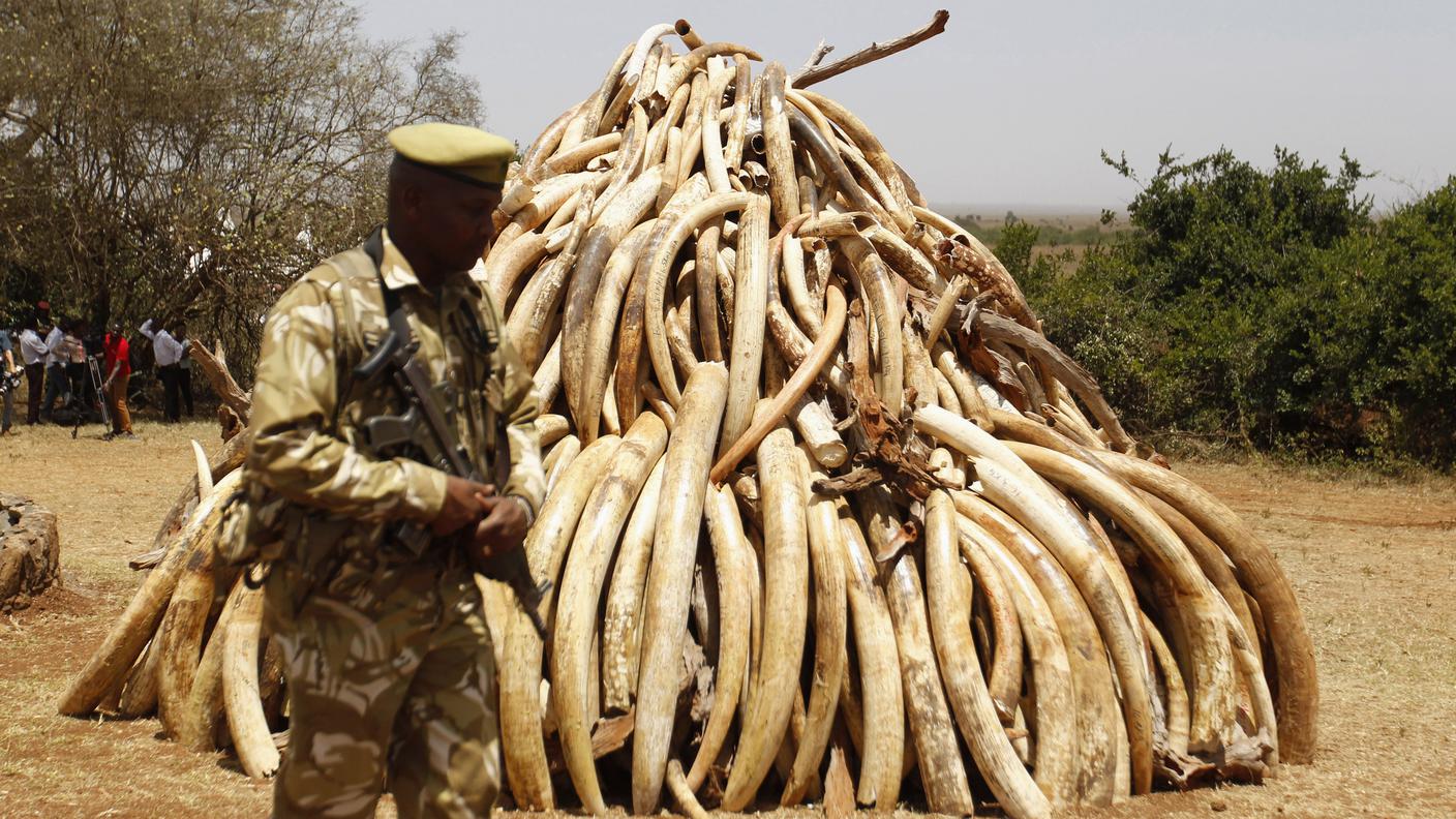 Un sequestro di zanne di elefante lo scorso marzo in Kenya