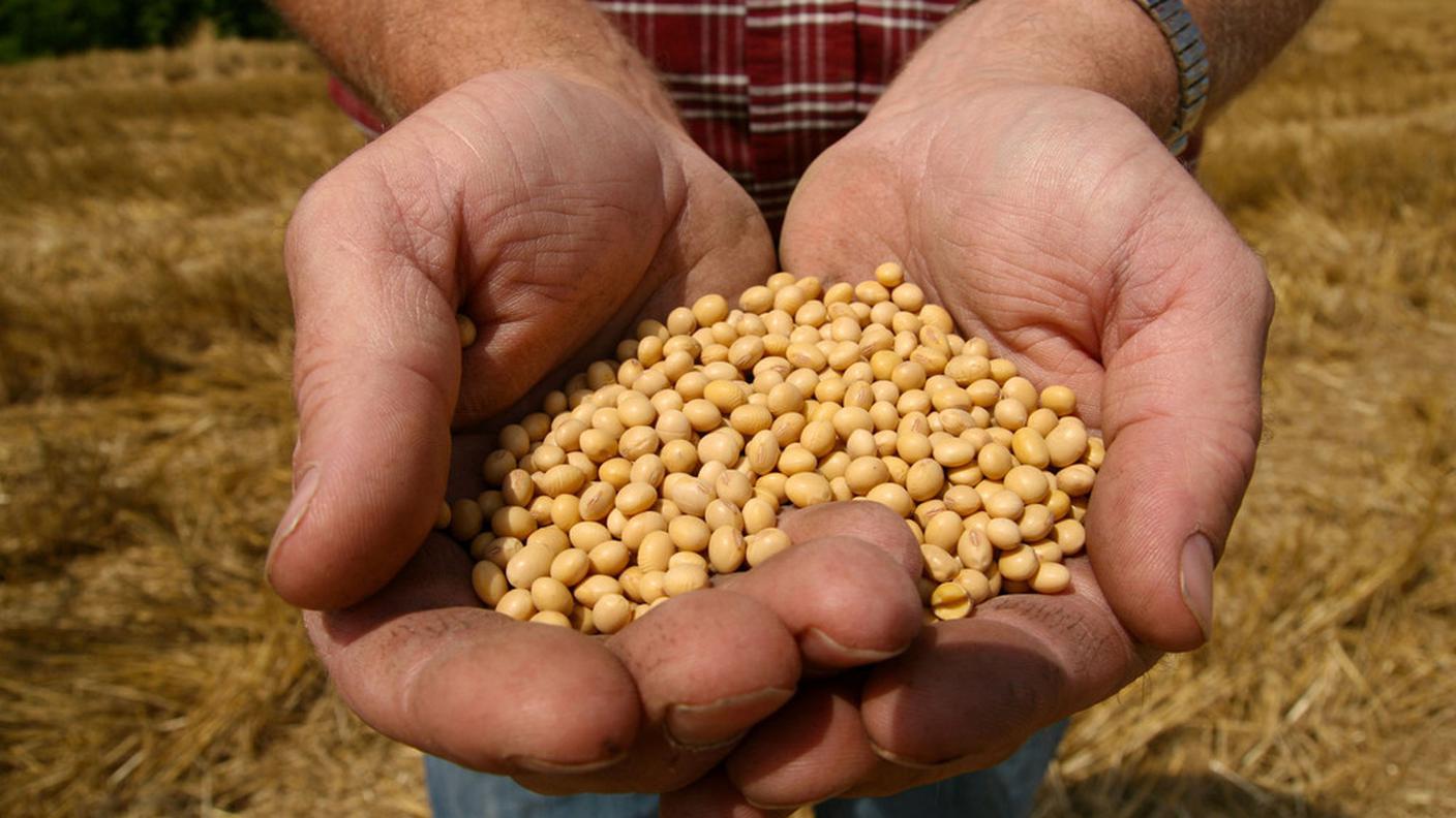 mais ogm monsanto.jpg