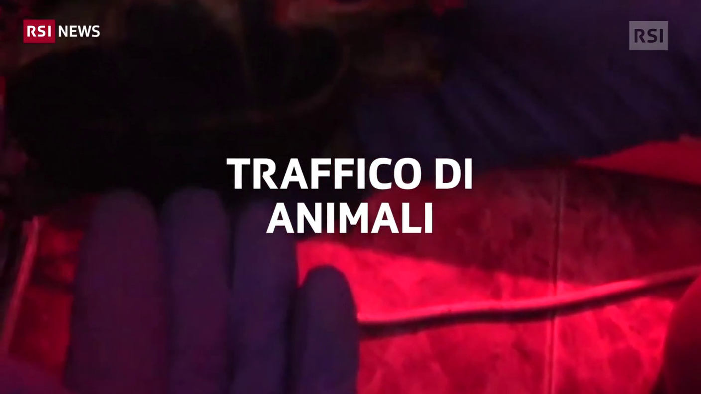 Traffico di animali esotici smantellato in Spagna