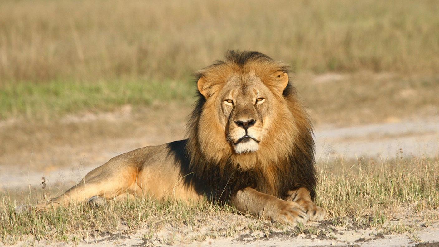 Cecil era un simbolo del parco di Hwange