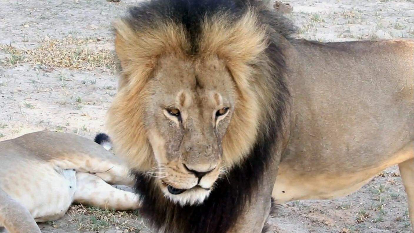 Il leone protetto Cecil, ucciso nello Zimbabwe dal dentista americano Walter James Palmer