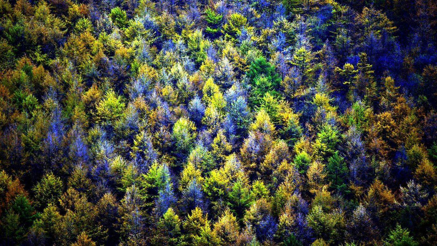 Il colore degli alberi mostra gli effetti del riscaldamento globale