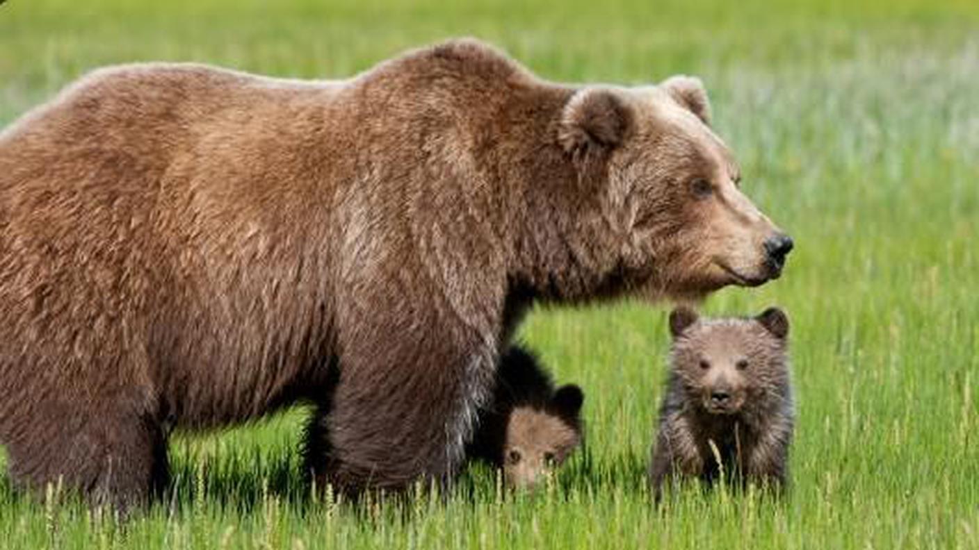 La mamma con i suoi piccoli