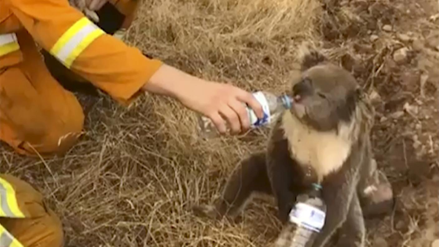 Un pompiere australiano disseta un koala