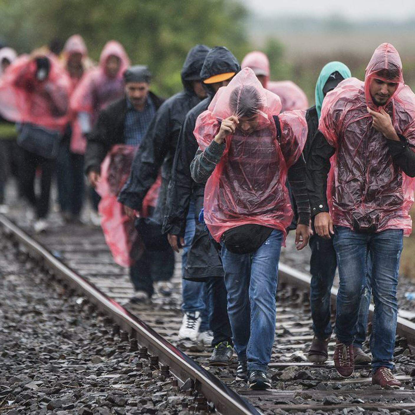 Migranti marciano sotto la pioggia al confine tra Serbia e Ungheria