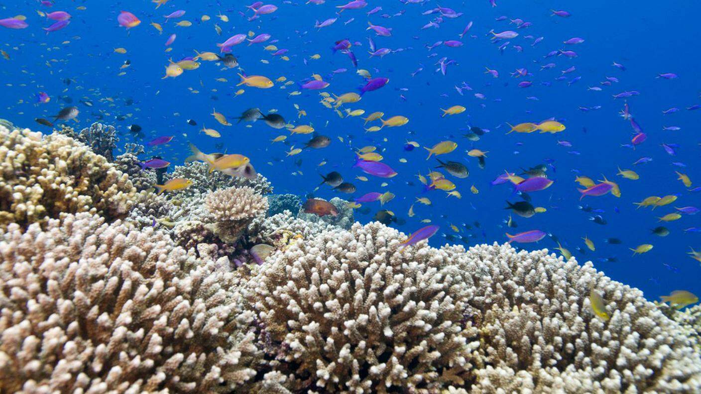 Barriere coralline a rischio
