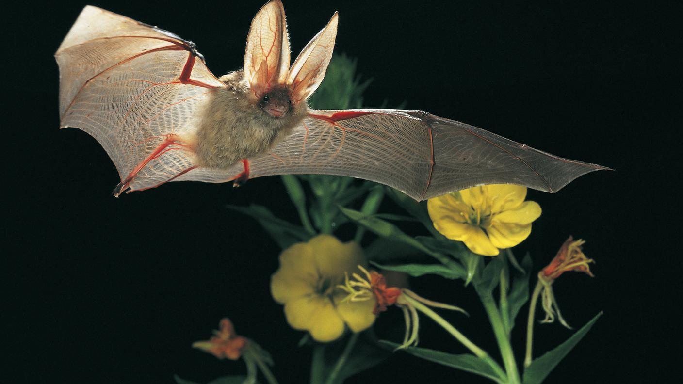 Un pipistrello orecchione
