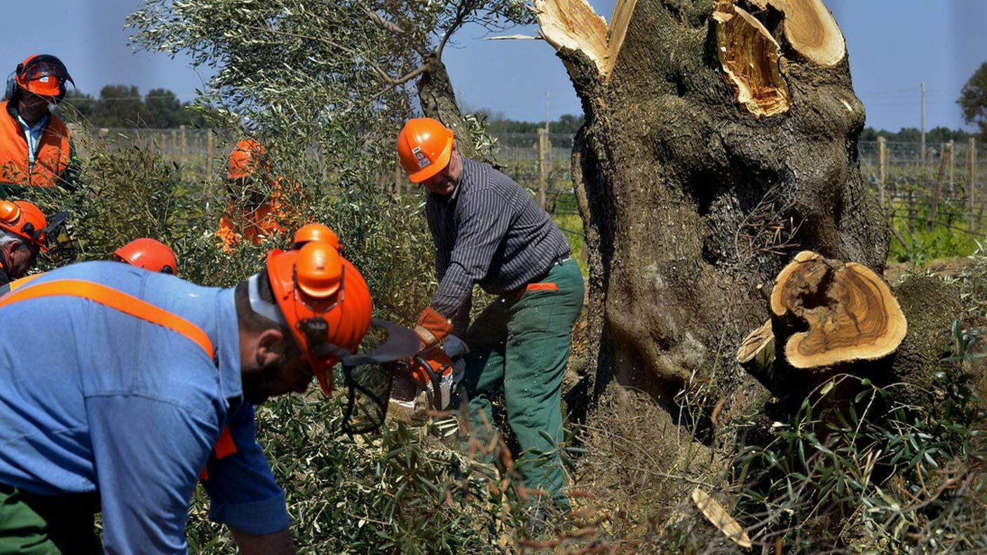 Prosegue il massacro controllato degli ulivi in Puglia 