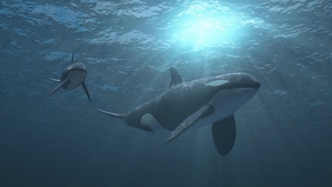 Un'orca di nome Toa